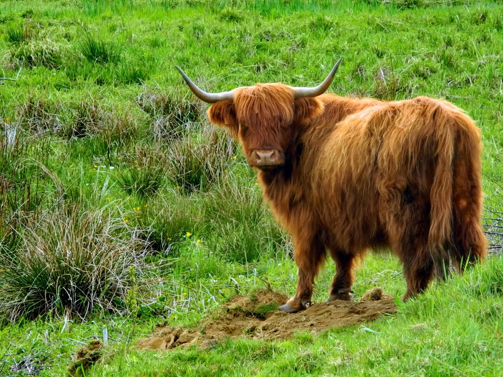 Vaches Highland - © Jacques Cornerotte
