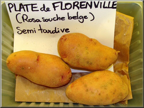 pomme-de-terre-plate-de-Florenville